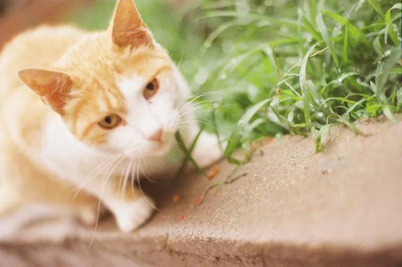 雅思！真香警告！