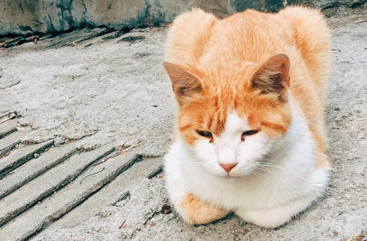 海兰如果一直练雅思，五阿哥说出口的第一个词会不会是mommy~