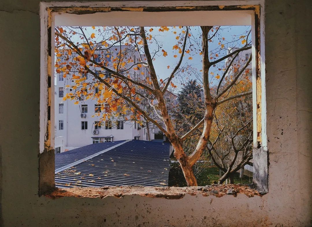 缓缓飘落的枫叶像思...？思...？雅思！