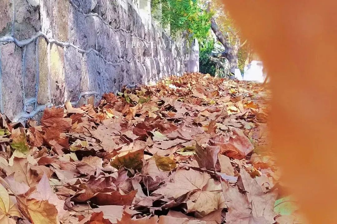 叶叶耶耶是雅思耶~