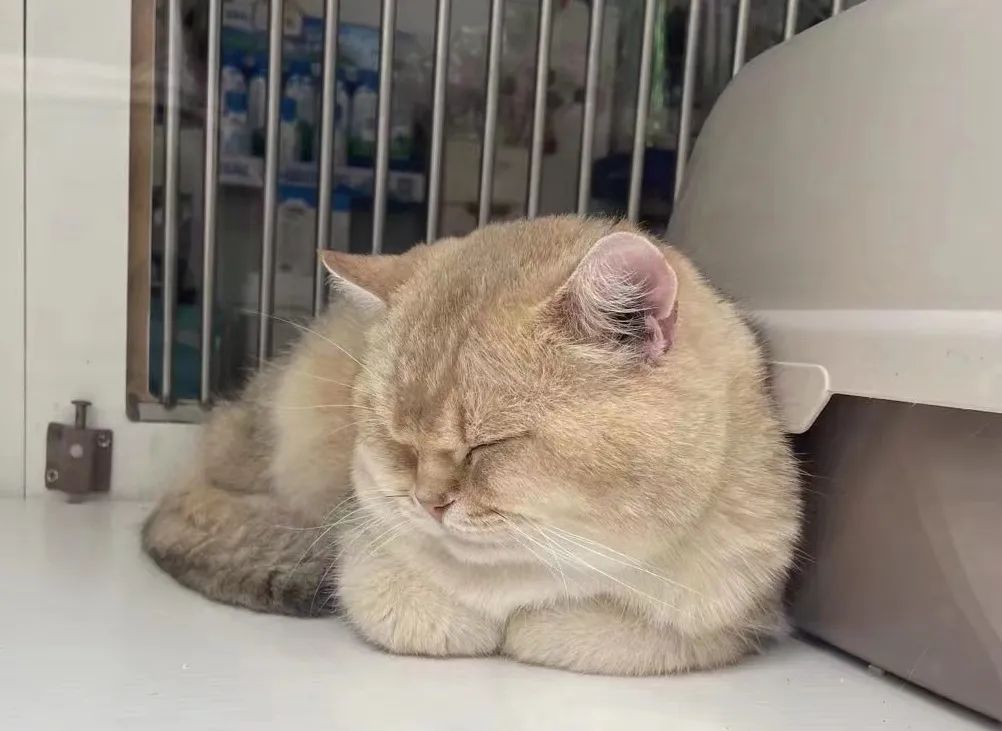 今日雅思无文案，小猫咪不会打字~