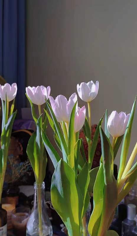 愿你的雅思储备就像盛开的郁金香一样浓密