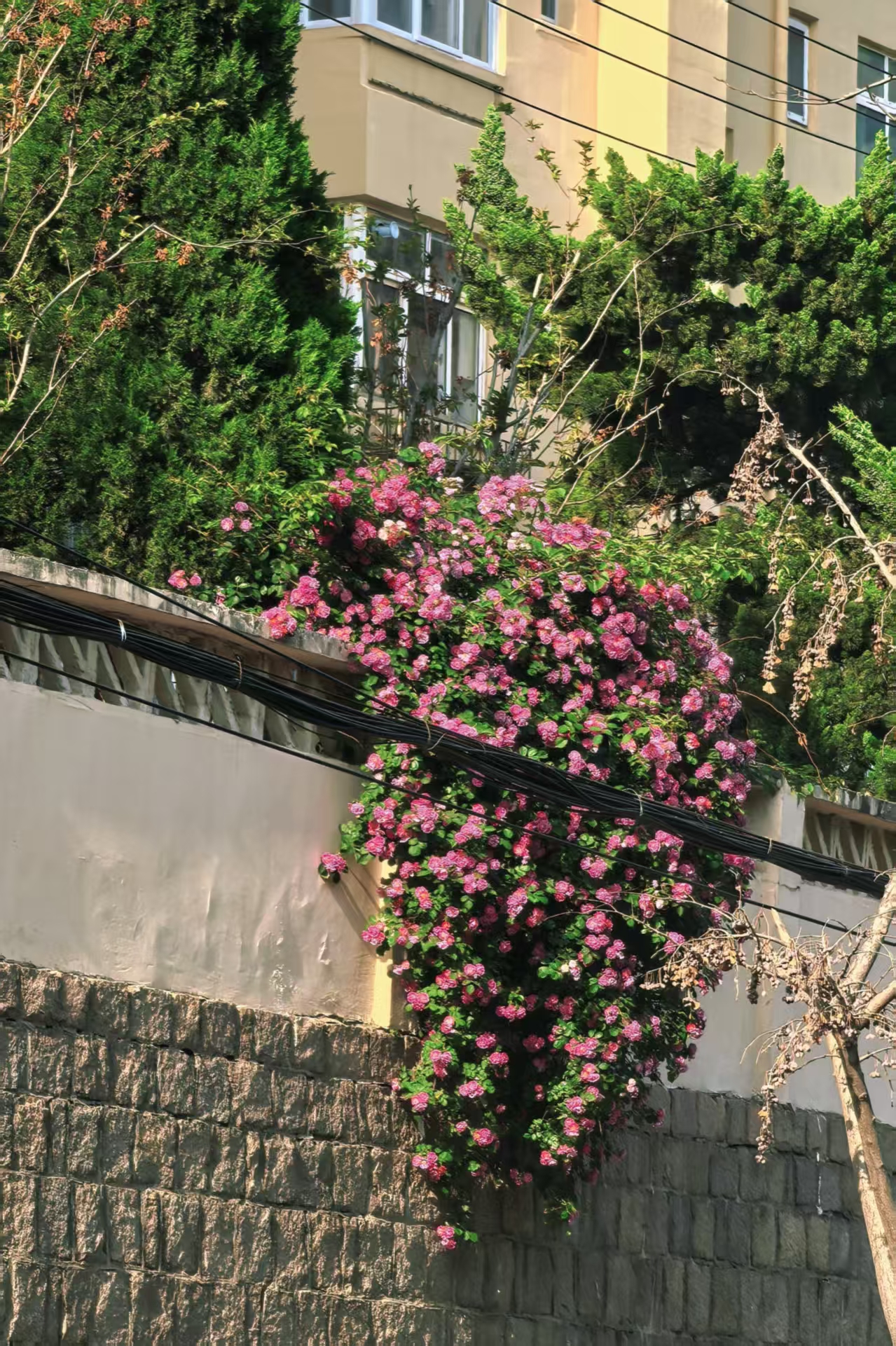 2025年5月22日雅思真题发布