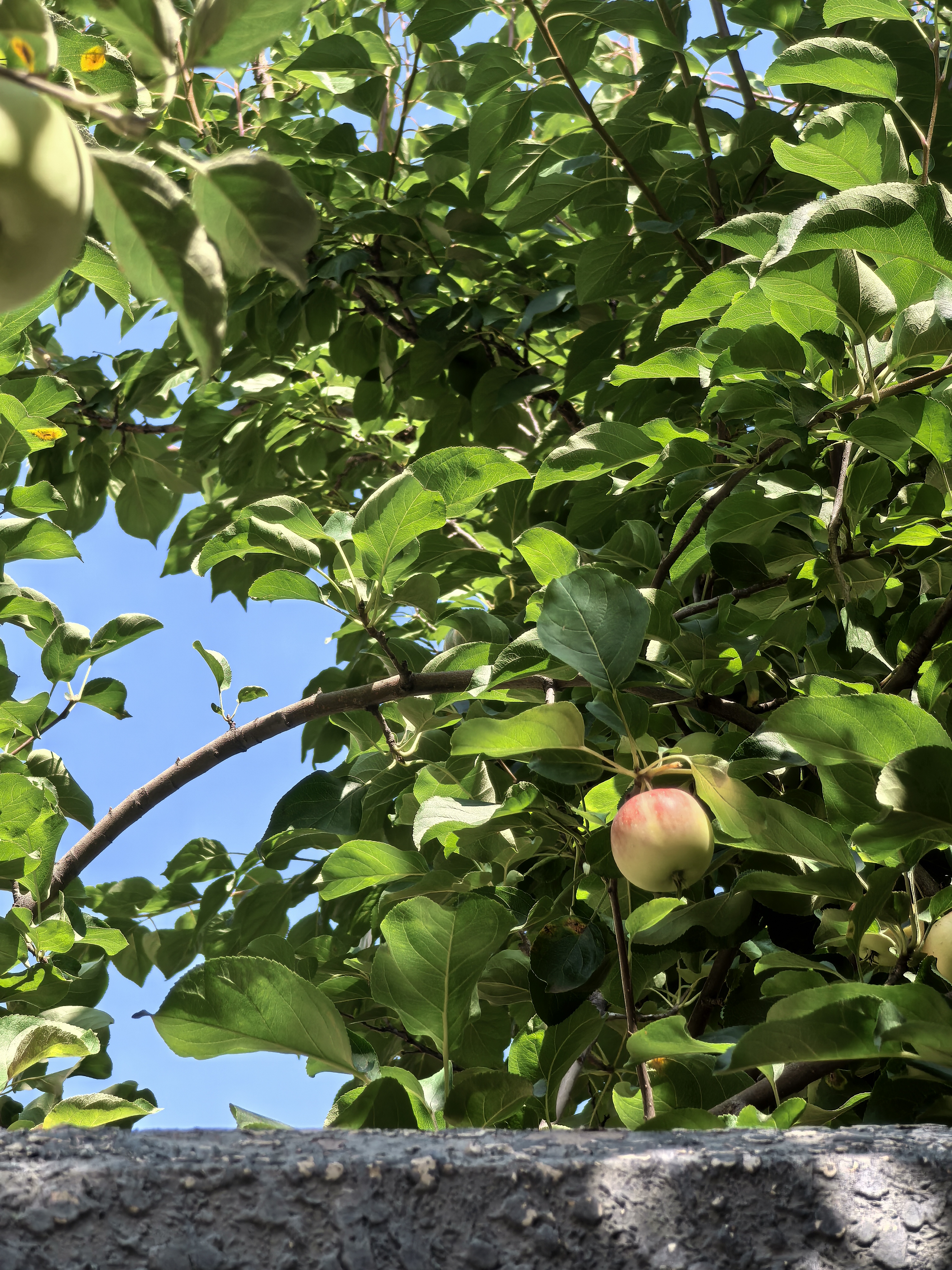 2025年9月4日雅思真题发布